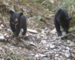 台湾最多“熊出没” 花莲卓溪3年拍到79次台湾黑熊