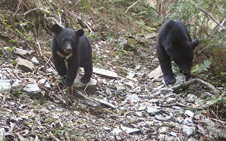 台灣最多「熊出沒」 花蓮卓溪3年拍到79次台灣黑熊