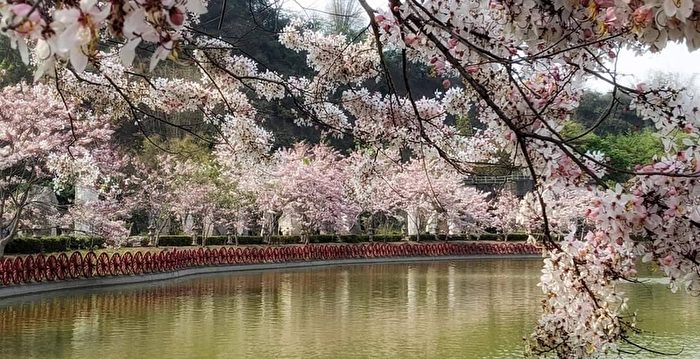 组图：高雄花旗木盛开 粉红花海美不胜收