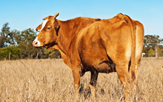 英国牛群逃离农场 投奔动物收容所