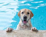 搞笑视频：喜欢玩水的狗狗拒绝离开泳池