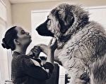 200磅重稀有高加索犬以為自己是隻哈巴狗