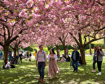 櫻花全綻放 紐約布碌崙植物園迎來花季高潮
