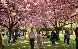 櫻花全綻放：布碌崙植物園迎來花季高潮