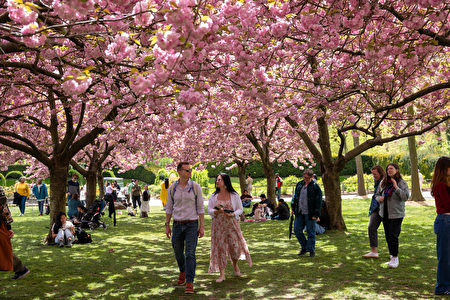 櫻花全綻放 紐約布碌崙植物園迎來花季高潮