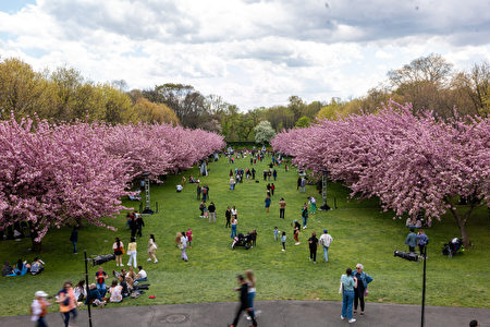 2024年4月24日，人們在布碌崙植物園內享受櫻花盛開的下午。