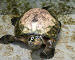 从中国偷运活海龟到加国 华男被重罚3.5万