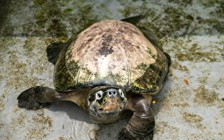 从中国偷运活海龟到加国 华男被重罚3.5万
