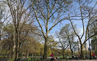 纽约市中央公园暴力抢劫案又增 27小时内三起