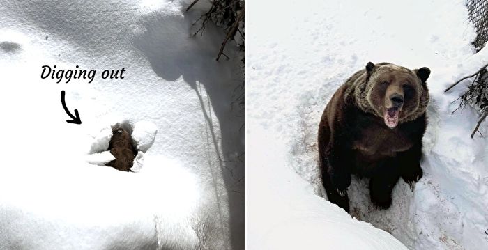 有趣视频捕捉到22岁灰熊从冬眠中苏醒