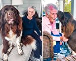 紐芬蘭犬愛94歲奶奶 每天都在門廊等著見她
