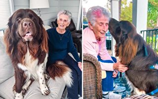 纽芬兰犬爱94岁奶奶 每天都在门廊等着见她
