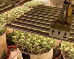 自創大麻矮化種植法增產40倍 檢警逮6嫌起訴