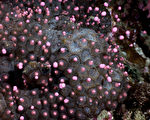 台灣墾丁珊瑚產卵如海底星空 海生館直播分享