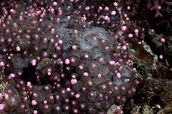 台湾垦丁珊瑚产卵如海底星空 海生馆直播分享