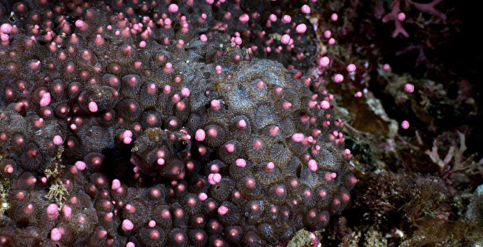 台湾垦丁珊瑚产卵如海底星空 海生馆直播分享
