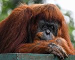 罕見 印尼紅毛猩猩懂得用草藥治癒傷口