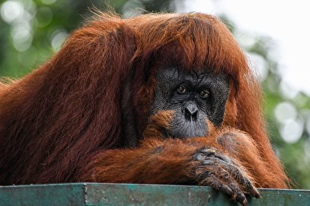 罕見 印尼紅毛猩猩懂得用草藥治癒傷口