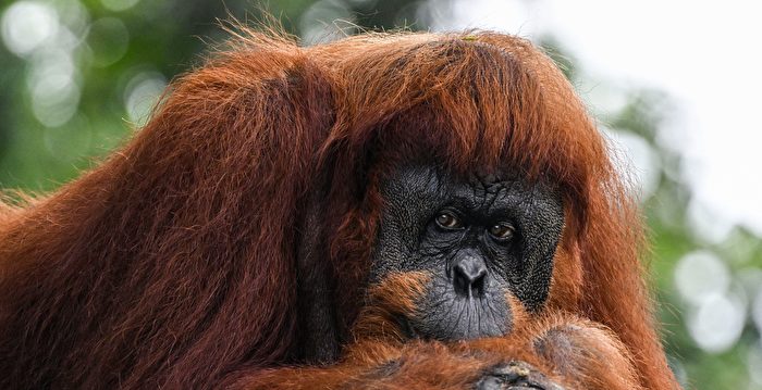 罕见 印尼红毛猩猩懂得用草药治愈伤口