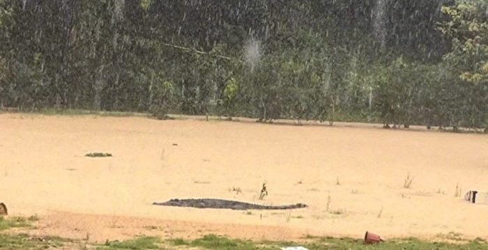 受暴雨影响 中山一养殖场外墙垮塌 鳄鱼出逃
