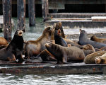 上千只海狮聚集旧金山渔人码头 15年来首见