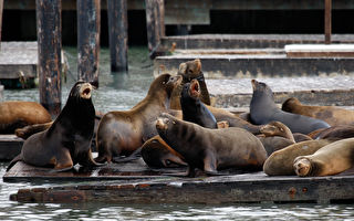 上千只海狮聚集旧金山渔人码头 15年来首见