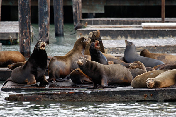 上千隻海獅聚集舊金山漁人碼頭 15年來首見