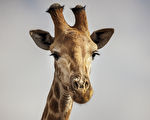南非导游拍到长颈鹿生产 见证温馨的时刻