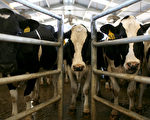 美國乳牛禽流感疫情日益嚴重 加拿大政府正擴大監察