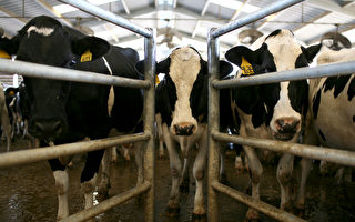 美国乳牛禽流感疫情日益严重 加拿大政府正扩大监察