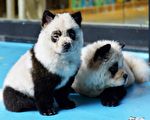 江苏动物园展示小狗染色的熊猫 遭民众批评