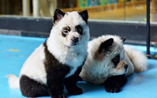 江苏动物园展示小狗染色的熊猫 遭民众批评