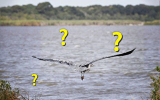 你能找到伺機偷襲大藍鷺的隱祕捕食者嗎？