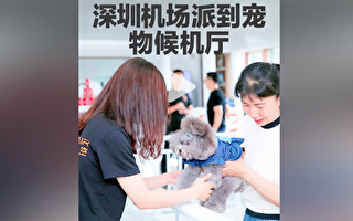 深圳机场启用宠物候机厅 引热议