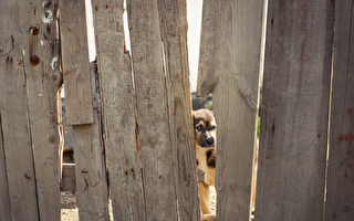 邻居在篱笆上建暗门 看看狗狗们的快乐反应