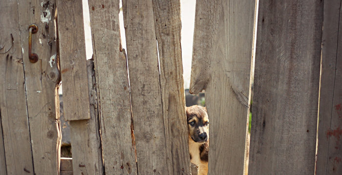 邻居在篱笆上建暗门 看看狗狗们的快乐反应