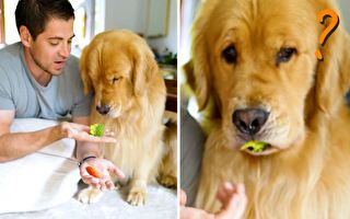 金毛猎犬尝试不同食物时的搞笑反应 视频走红