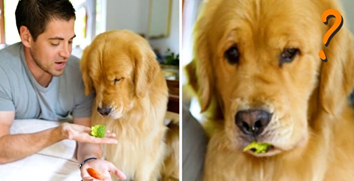 金毛猎犬尝试不同食物时的搞笑反应 视频走红