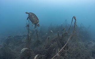 台观光区生态压力大 渔网缠绕海龟致死