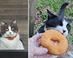 胖貓每天清晨第一個造訪甜甜圈店 視頻瘋傳