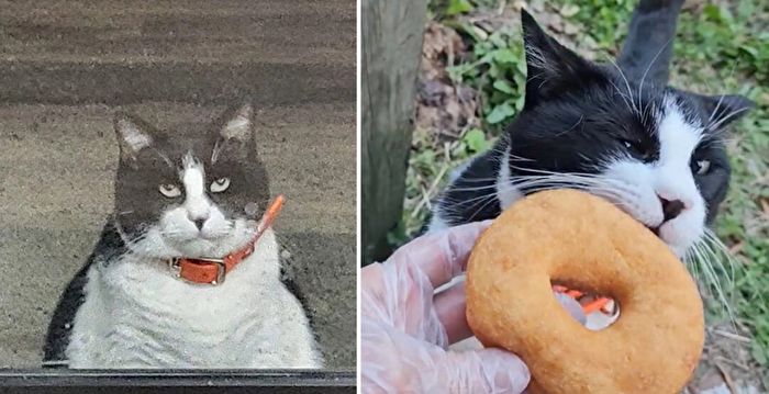 胖猫每天清晨第一个造访甜甜圈店 视频疯传