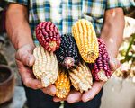 【健康1+1】掀美墨贸易争议 基因改造玉米能吃吗？