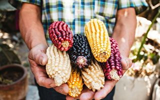 【健康1+1】掀美墨貿易爭議 基因改造玉米能吃嗎？