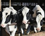 美国乳牛染禽流感又传人 台专家吁别喝未杀菌生乳
