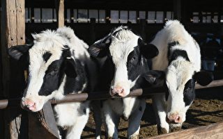 美国乳牛染禽流感又传人 台专家吁别喝未杀菌生乳