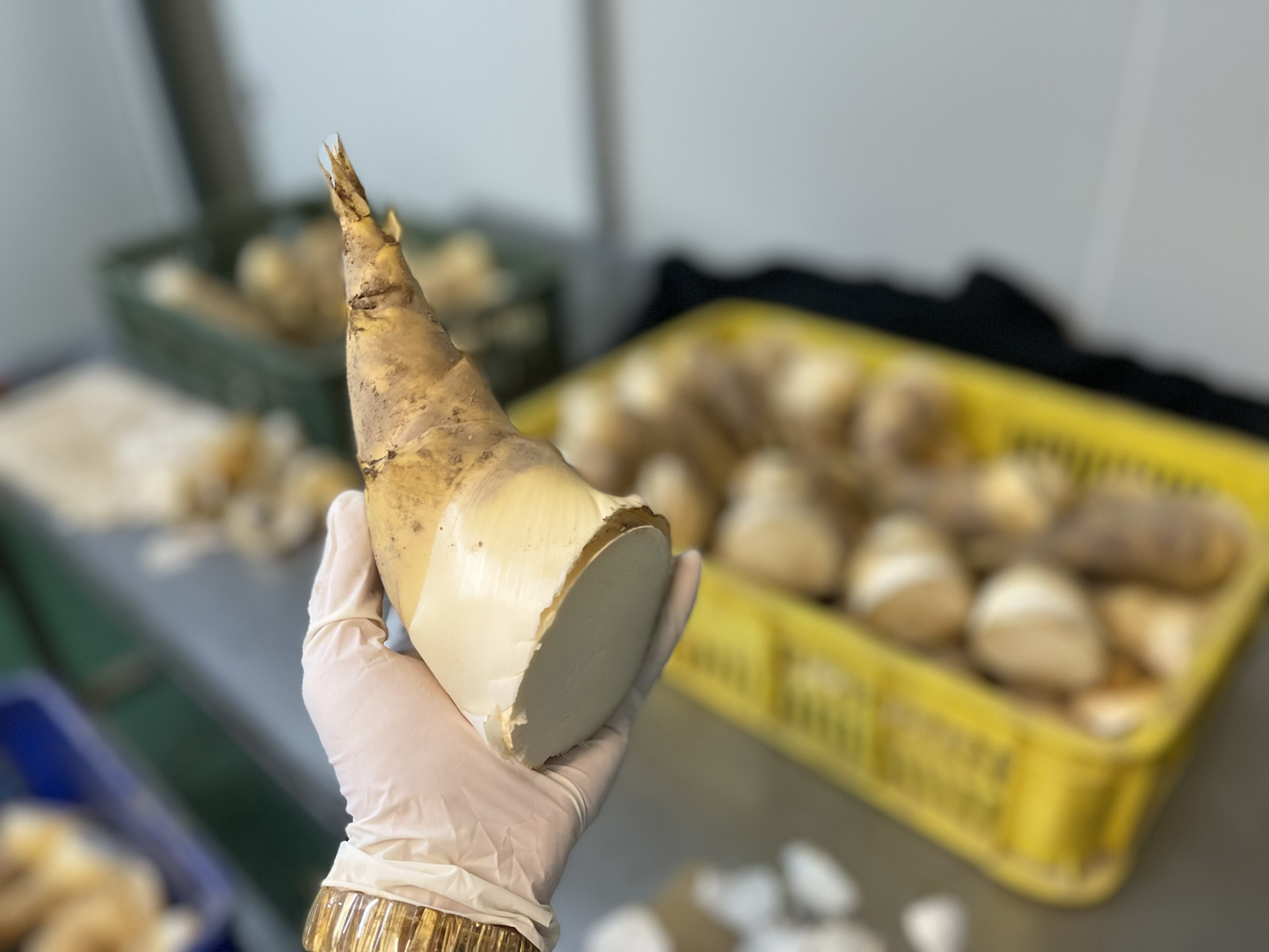 健康又美味的綠竹筍品質細緻口感鮮甜| 端午節| 農糧署| 大紀元