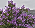 紫色浪潮来袭  “爆炸树”大花紫薇大绽放