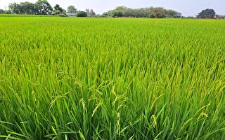 稻谷成熟收割 折算干谷量较多 保障农民收益