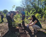 凯辛娜公园树林遭破坏地 重新种三百棵树苗