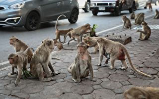 數千隻野猴子肆虐 泰國一城鎮採取反制措施